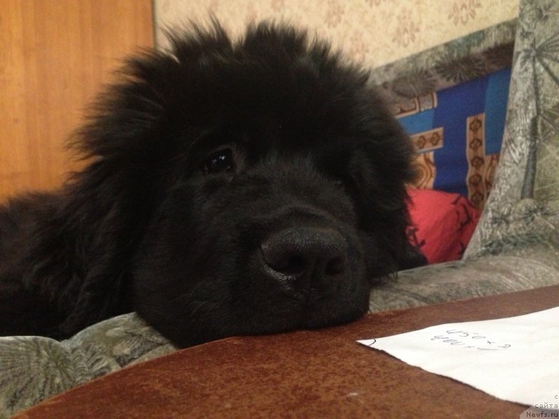 Фотография № 134190