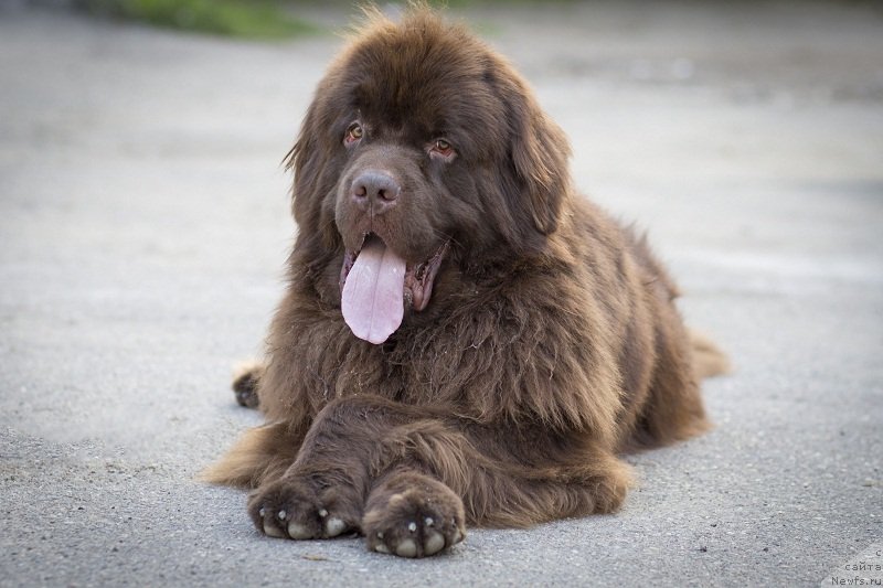 Фото: ньюфаундленд Fakturnyi Frukt s Berega Dona (Фактурный Фрукт с Берега Дона)