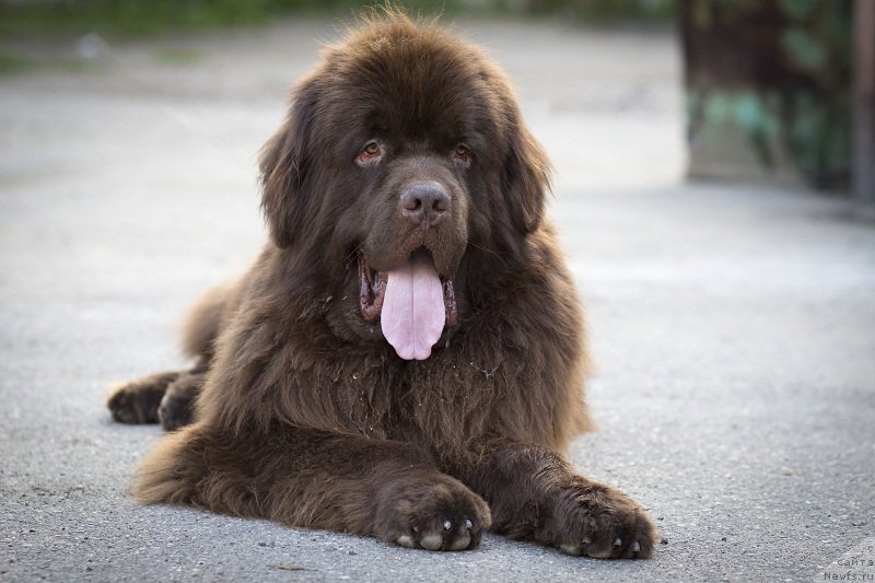 Фото: ньюфаундленд Fakturnyi Frukt s Berega Dona (Фактурный Фрукт с Берега Дона)