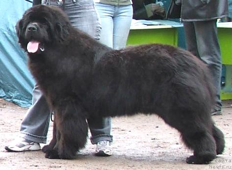 Фото: ньюфаундленд Plushevaya Panda Borislav (Плюшевая Панда Борислав)