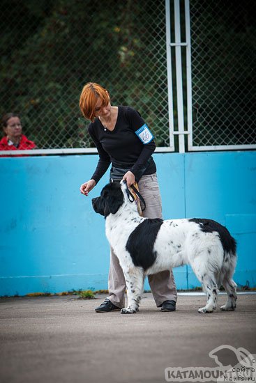 Фото: ньюфаундленд Sent Djons Viva Viktoria (Сент Джонс Вива Виктория)