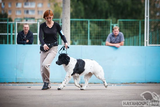 Фото: ньюфаундленд Sent Djons Viva Viktoria (Сент Джонс Вива Виктория)