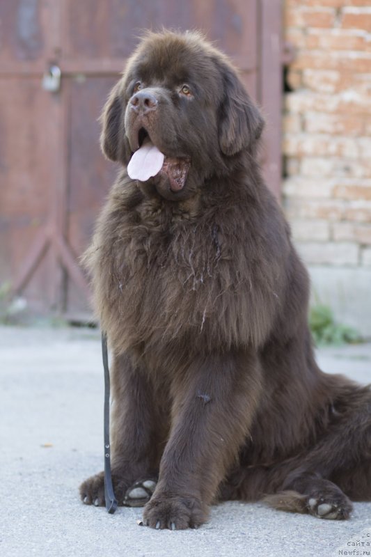 Фото: ньюфаундленд Fakturnyi Frukt s Berega Dona (Фактурный Фрукт с Берега Дона)