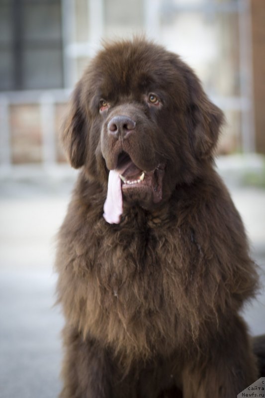 Фото: ньюфаундленд Fakturnyi Frukt s Berega Dona (Фактурный Фрукт с Берега Дона)