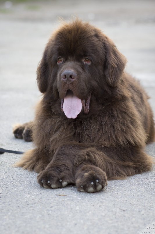 Фото: ньюфаундленд Fakturnyi Frukt s Berega Dona (Фактурный Фрукт с Берега Дона)