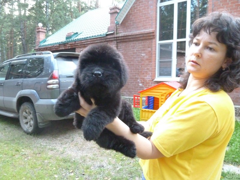 Фото: ньюфаундленд Super Premium Oniks (Супер Премиум Оникс)