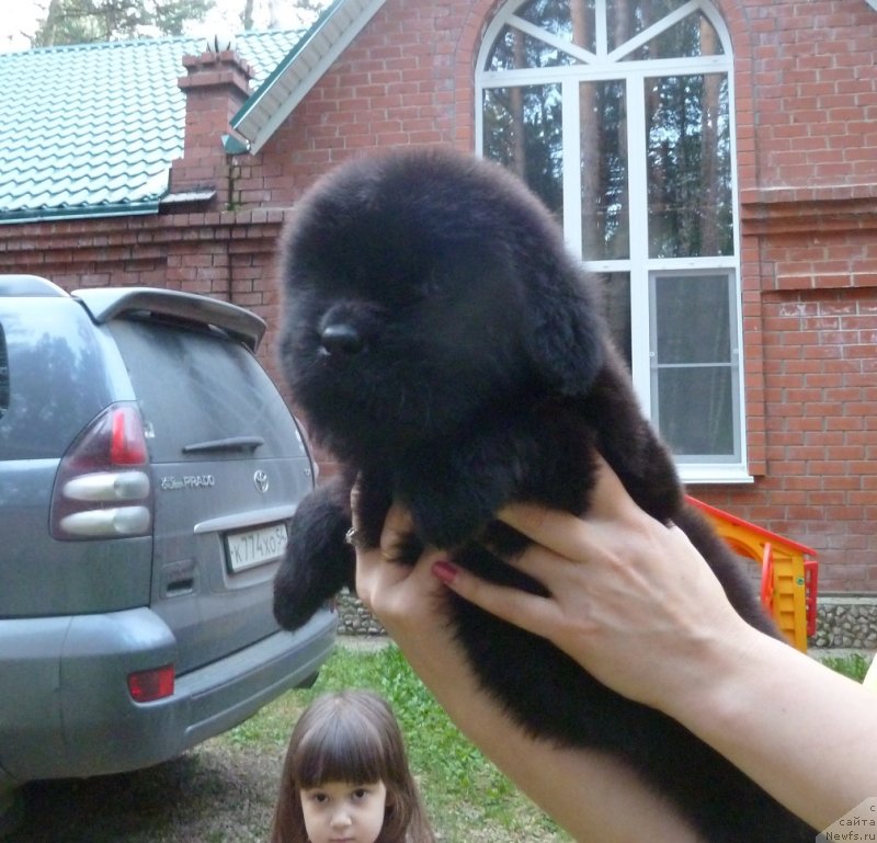 Фото: ньюфаундленд Super Premium Oniks (Супер Премиум Оникс)