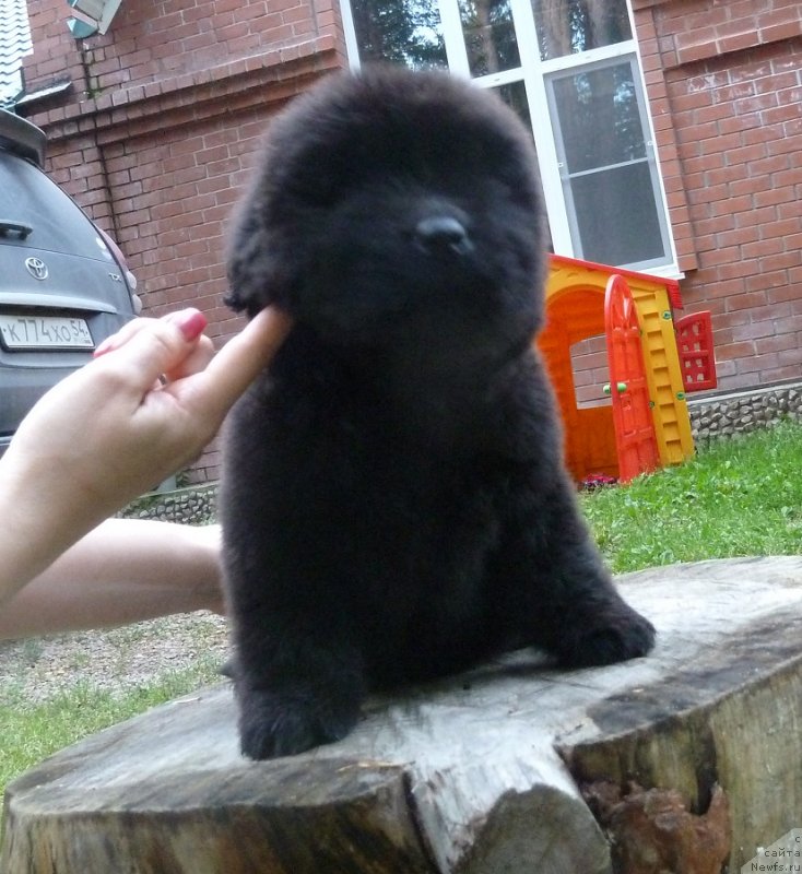 Фото: ньюфаундленд Super Premium Oniks (Супер Премиум Оникс)