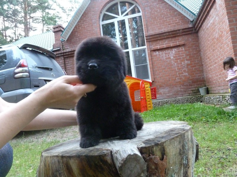 Фото: ньюфаундленд Super Premium Oniks (Супер Премиум Оникс)