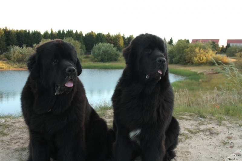 Фото: ньюфаундленд YAntarnaya Mechta (Янтарная Мечта), ньюфаундленд Neretum Tribe Xagrid