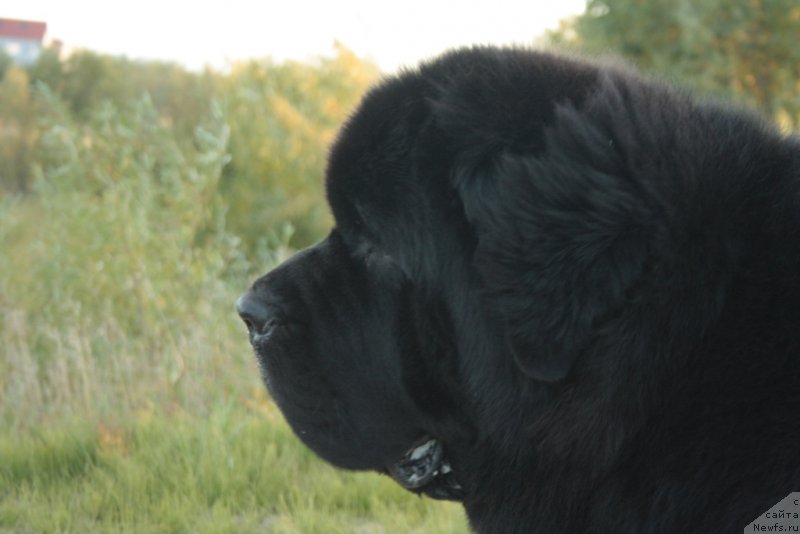 Фото: ньюфаундленд Beguschaya po Volnam Zero Kool (Бегущая по Волнам Зеро Коол)