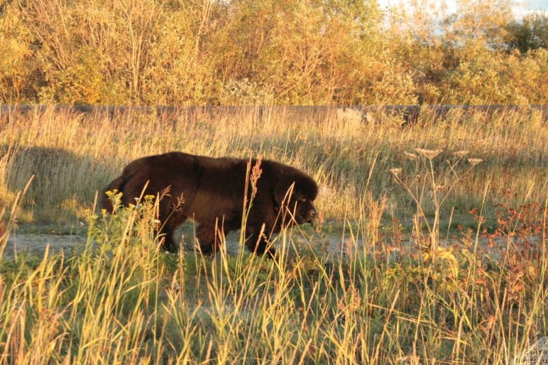 Фото: ньюфаундленд Beguschaya po Volnam Zero Kool (Бегущая по Волнам Зеро Коол)
