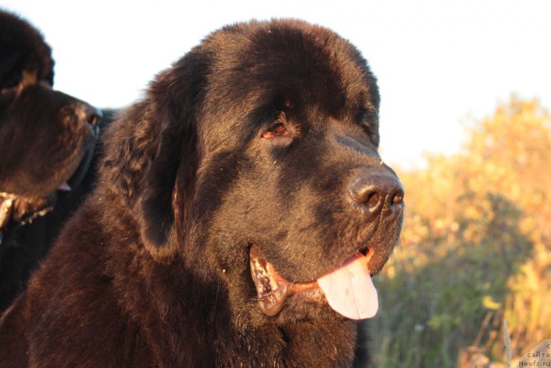 Фото: ньюфаундленд YAntarnaya Mechta (Янтарная Мечта)