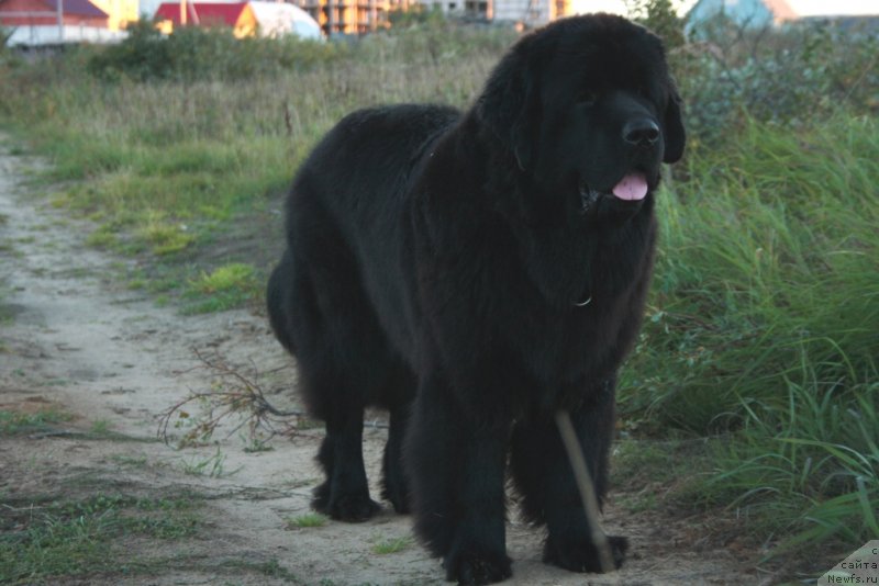 Фото: ньюфаундленд YAntarnaya Mechta (Янтарная Мечта)