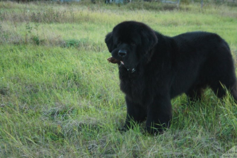 Фото: ньюфаундленд Beguschaya po Volnam Zero Kool (Бегущая по Волнам Зеро Коол)