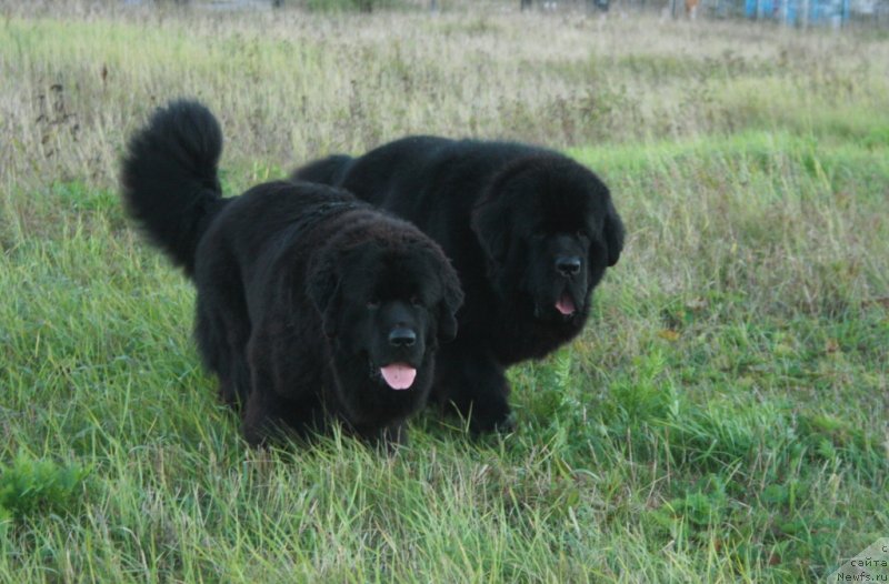 Фотография № 134248