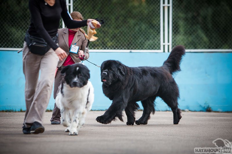 Фото: ньюфаундленд Pchiolkin Dom Veniamin (Пчёлкин Дом Вениамин), ньюфаундленд Sent Djons Viva Viktoria (Сент Джонс Вива Виктория)