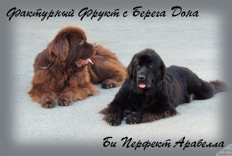 Фото: ньюфаундленд Bi Perfekt Arabella (Би Перфект Арабелла), ньюфаундленд Fakturnyi Frukt s Berega Dona (Фактурный Фрукт с Берега Дона)