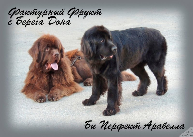 Фото: ньюфаундленд Bi Perfekt Arabella (Би Перфект Арабелла), ньюфаундленд Fakturnyi Frukt s Berega Dona (Фактурный Фрукт с Берега Дона)