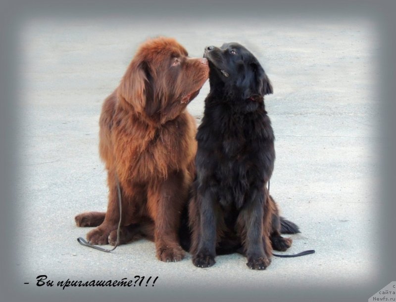 Фото: ньюфаундленд Bi Perfekt Arabella (Би Перфект Арабелла), ньюфаундленд Fakturnyi Frukt s Berega Dona (Фактурный Фрукт с Берега Дона)