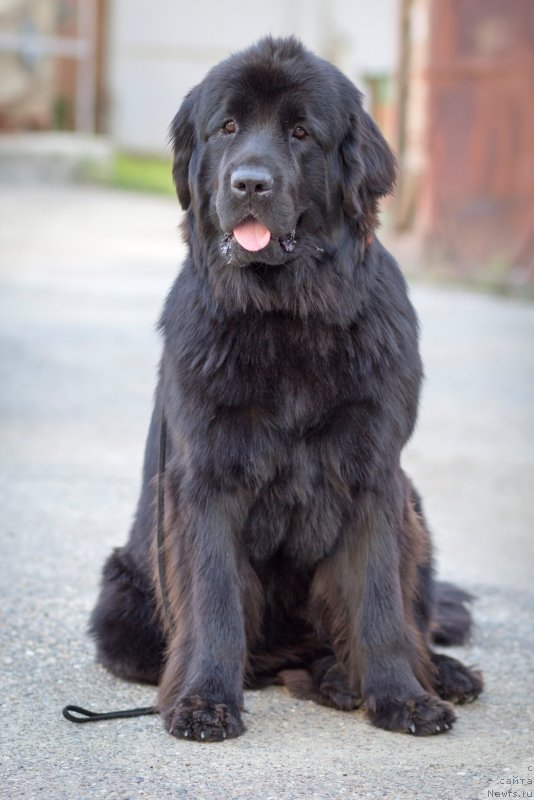 Фото: ньюфаундленд Bi Perfekt Arabella (Би Перфект Арабелла)