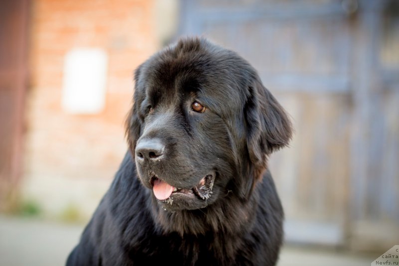 Фото: ньюфаундленд Bi Perfekt Arabella (Би Перфект Арабелла)