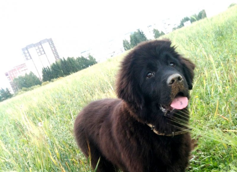 Фото: ньюфаундленд Piternyuf Ideas For Life (Питерньюф Идеас Фор Лифе)