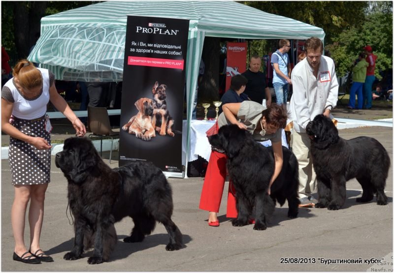 Фото: ньюфаундленд Аlpha Tauri Dinastiya Soverchenstva (Альфа Таури Династия Совершенства), Anna Pronskaya (Анна Пронская), ньюфаундленд Bigbrother iz Volotova, YAna Nifontova (Яна Нифонтова), ньюфаундленд King of Helluland Niagara, Плотников К.