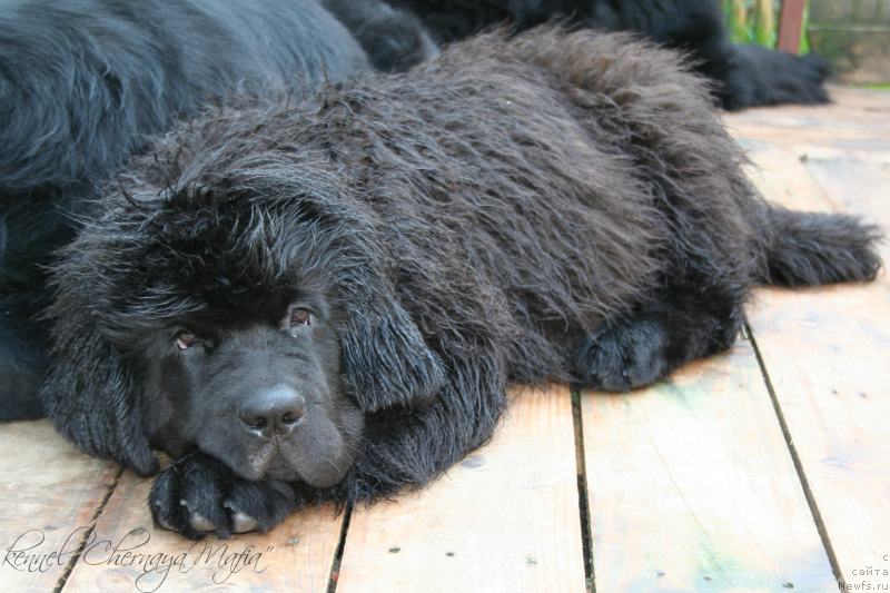 Фотография № 134297