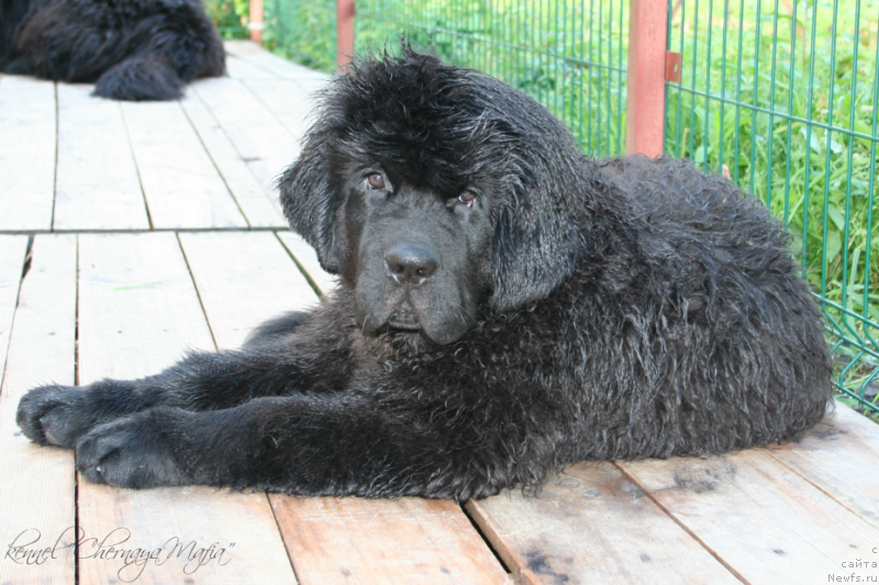 Фотография № 134300