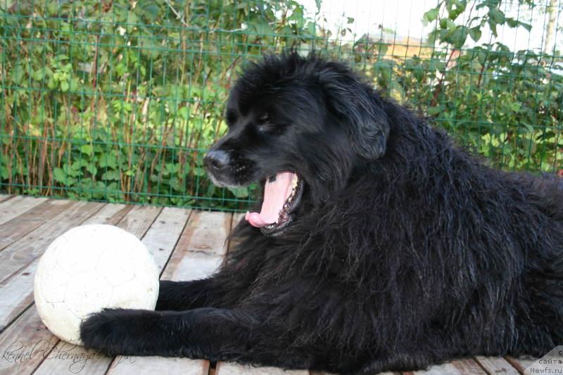 Фото: ньюфаундленд Usatyiy Nyan' Timosha (Усатый Нянь Тимоша)