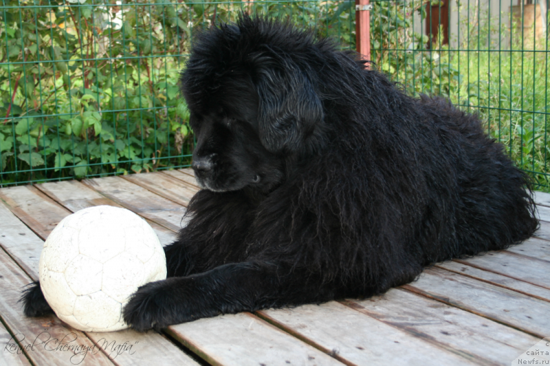 Фото: ньюфаундленд Usatyiy Nyan' Timosha (Усатый Нянь Тимоша)
