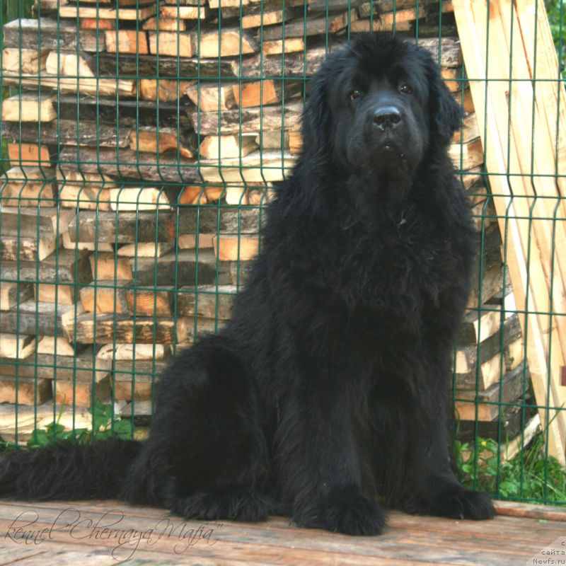 Фото: ньюфаундленд Drive Me Crazy of Apachee's Home