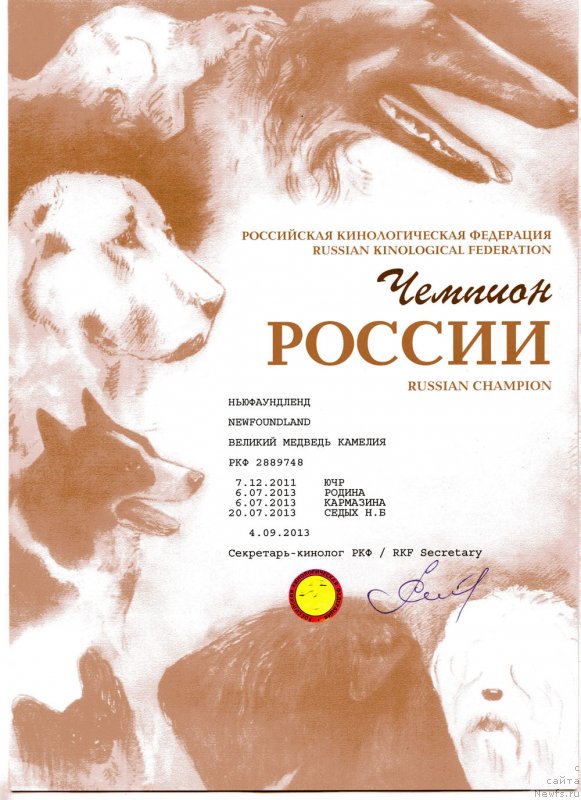 Фото: ньюфаундленд Velikiy Medved' Kameliya (Великий Медведь Камелия)
