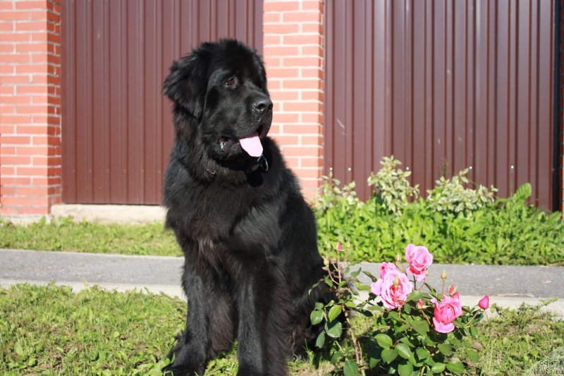 Фото: ньюфаундленд Beguschaya po Volnam Shaman (Бегущая по Волнам Шаман)