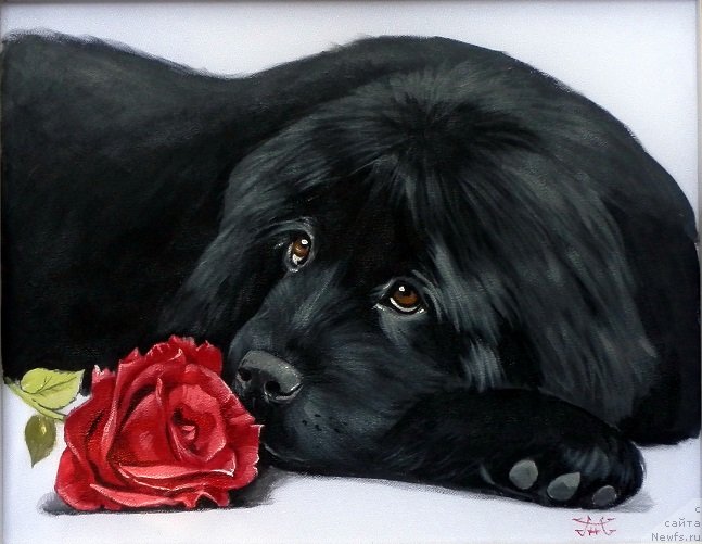 Фото: ньюфаундленд Osoba Statnaya iz Medvej'ego YAra (Особа Статная из Медвежьего Яра)