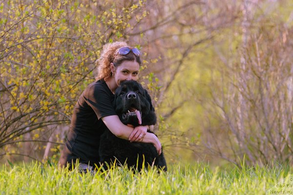 Фото: ньюфаундленд Zagadka Dominika Kara Deniz (Загадка Доминика Кара Дениз), Marina Demidova (Марина Демидова)