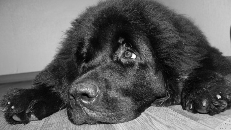 Фото: ньюфаундленд Chernaya Mafia Zesty Betty (Черная Мафия Зесту Бетту)
