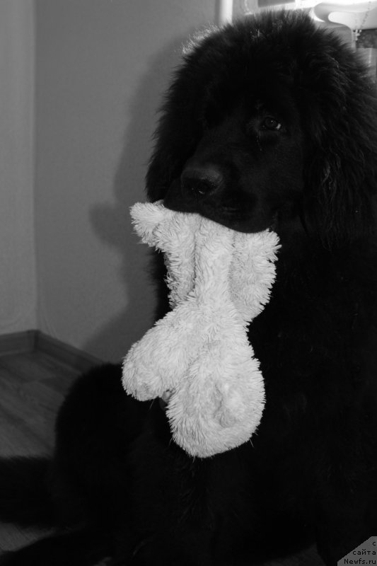 Фотография № 134335