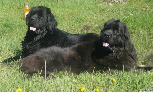 Фото: ньюфаундленд Otrada Moya ot Sibirskogo Medvedya (Отрада Моя от Сибирского Медведя), ньюфаундленд Undina Bell-Ail ot Tsatsyby (Ундина Белл-Айл от Цацибы)