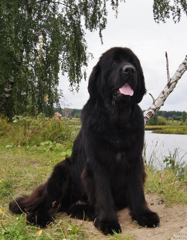 Фото: ньюфаундленд Ih Vyisochestvo Giacinta Briz (Их Высочество Гиацинта Бриз)