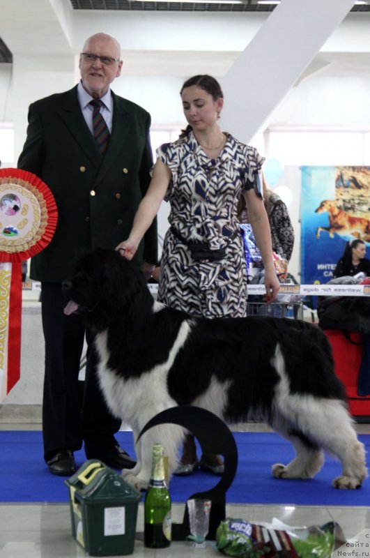 Фото: ньюфаундленд Super Premium Zhritsa Zvezd (Супер Премиум Жрица Звезд)