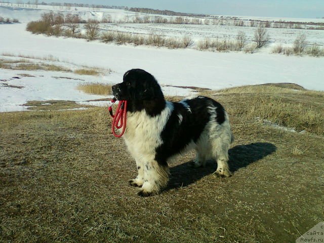 Фото: ньюфаундленд Sent Djons Princip Domino (Сент Джонс Принцип Домино)