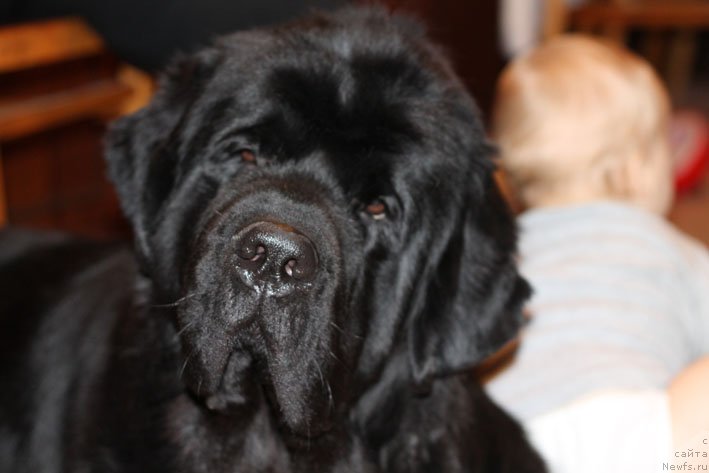 Фото: ньюфаундленд Sila s Berega Dona (Сила с Берега Дона)