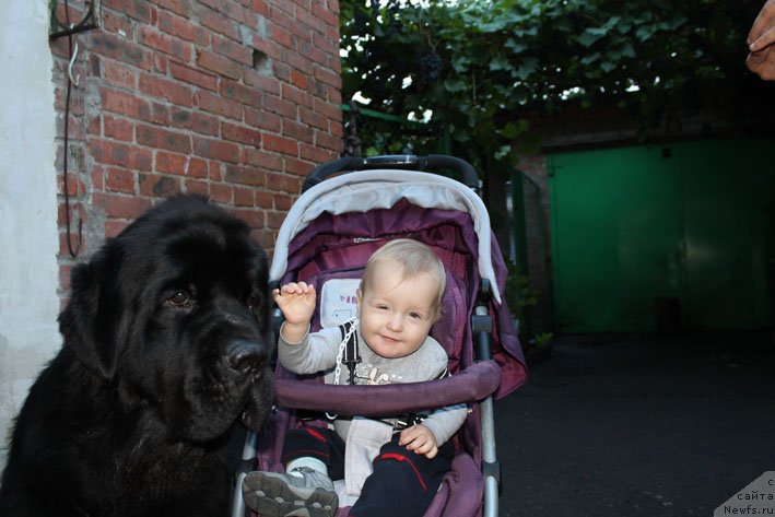 Фото: ньюфаундленд Sila s Berega Dona (Сила с Берега Дона)