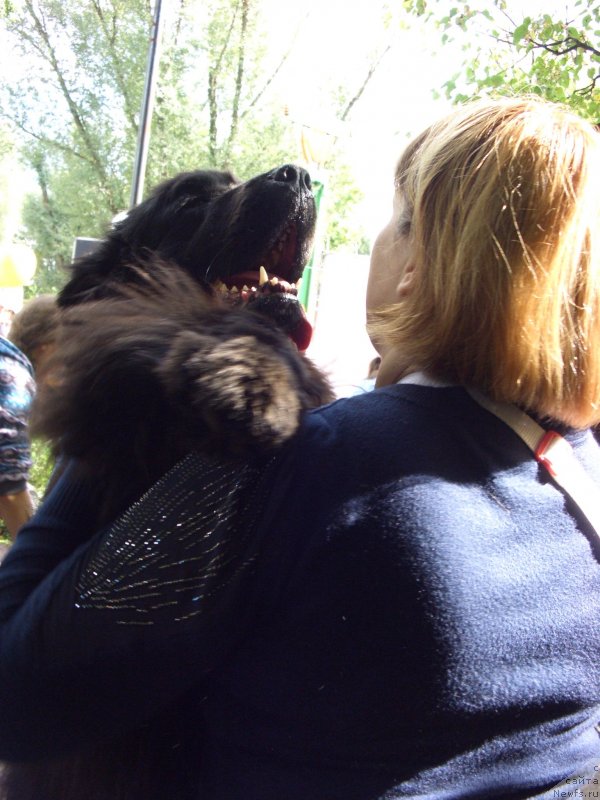 Фото: ньюфаундленд Baryishnya (Барышня), Лиля