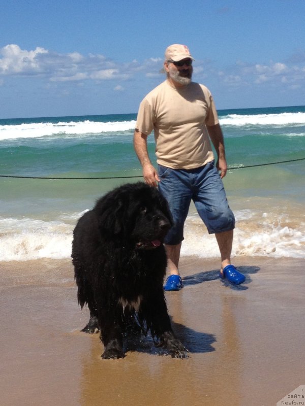 Фото: ньюфаундленд Pitern'yuf CHao-Kakao (Питерньюф Чао-Какао)