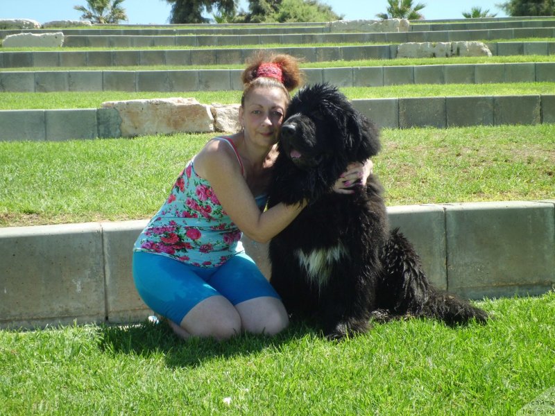 Фото: ньюфаундленд Pitern'yuf CHao-Kakao (Питерньюф Чао-Какао), Lina Troyanskaya (Лина Троянская)