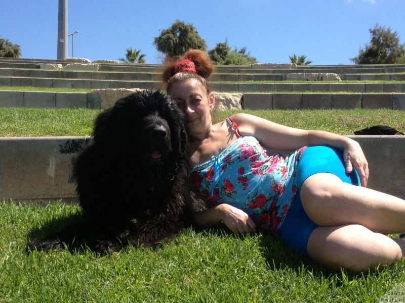 Фото: ньюфаундленд Pitern'yuf CHao-Kakao (Питерньюф Чао-Какао), Lina Troyanskaya (Лина Троянская)