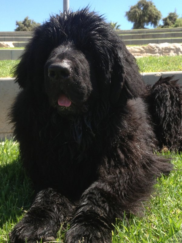 Фото: ньюфаундленд Pitern'yuf CHao-Kakao (Питерньюф Чао-Какао)